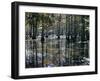 Cypress Swamp, Cypress Gardens, North Charleston, South Carolina, USA-James Green-Framed Photographic Print