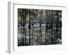 Cypress Swamp, Cypress Gardens, North Charleston, South Carolina, USA-James Green-Framed Photographic Print