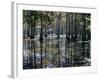 Cypress Swamp, Cypress Gardens, North Charleston, South Carolina, USA-James Green-Framed Photographic Print