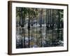 Cypress Swamp, Cypress Gardens, North Charleston, South Carolina, USA-James Green-Framed Photographic Print