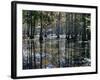 Cypress Swamp, Cypress Gardens, North Charleston, South Carolina, USA-James Green-Framed Photographic Print