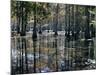 Cypress Swamp, Cypress Gardens, North Charleston, South Carolina, USA-James Green-Mounted Photographic Print