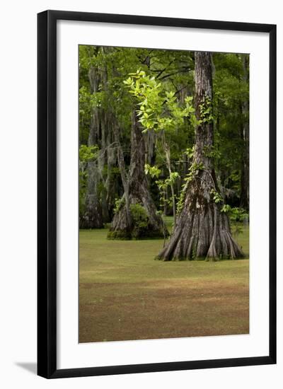 Cypress Swamp, Merchants Millpond State Park, North Carolina-Paul Souders-Framed Photographic Print