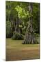 Cypress Swamp, Merchants Millpond State Park, North Carolina-Paul Souders-Mounted Photographic Print