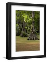 Cypress Swamp, Merchants Millpond State Park, North Carolina-Paul Souders-Framed Photographic Print