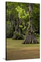 Cypress Swamp, Merchants Millpond State Park, North Carolina-Paul Souders-Stretched Canvas