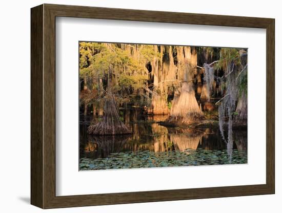 Cypress Swamp Reflections-WarrenPrice-Framed Photographic Print