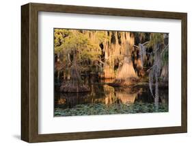 Cypress Swamp Reflections-WarrenPrice-Framed Photographic Print