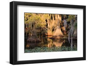 Cypress Swamp Reflections-WarrenPrice-Framed Photographic Print