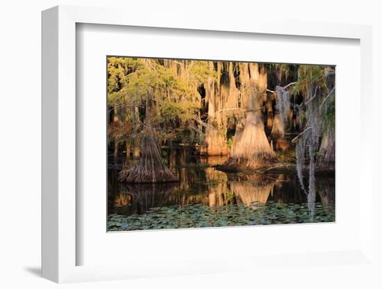 Cypress Swamp Reflections-WarrenPrice-Framed Photographic Print