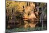 Cypress Swamp Reflections-WarrenPrice-Mounted Photographic Print