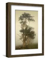 Cypress Symmetry-David Lorenz Winston-Framed Art Print