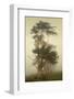 Cypress Symmetry-David Lorenz Winston-Framed Art Print