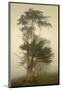 Cypress Symmetry-David Lorenz Winston-Mounted Art Print