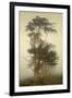 Cypress Symmetry-David Lorenz Winston-Framed Art Print