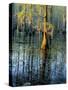 Cypress Tree and Bladderwort Flowers in Swamp-James Randklev-Stretched Canvas