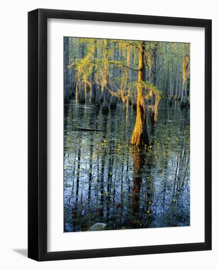 Cypress Tree and Bladderwort Flowers in Swamp-James Randklev-Framed Photographic Print