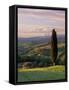 Cypress Tree and Countryside Near Val D'Asso, Tuscany, Italy, Europe-Patrick Dieudonne-Framed Stretched Canvas