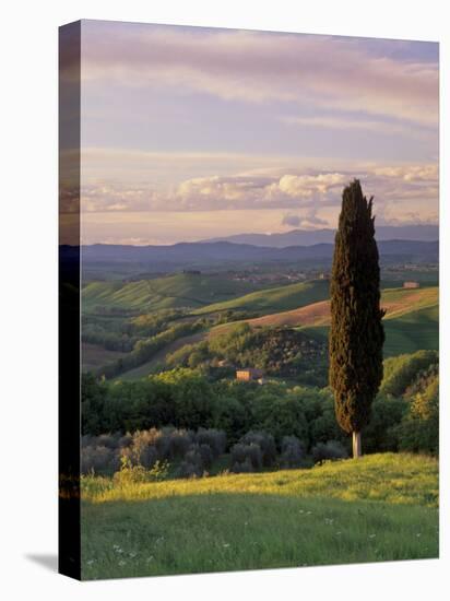 Cypress Tree and Countryside Near Val D'Asso, Tuscany, Italy, Europe-Patrick Dieudonne-Stretched Canvas