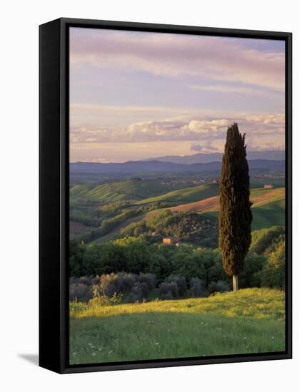 Cypress Tree and Countryside Near Val D'Asso, Tuscany, Italy, Europe-Patrick Dieudonne-Framed Stretched Canvas