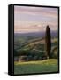 Cypress Tree and Countryside Near Val D'Asso, Tuscany, Italy, Europe-Patrick Dieudonne-Framed Stretched Canvas