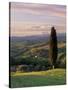 Cypress Tree and Countryside Near Val D'Asso, Tuscany, Italy, Europe-Patrick Dieudonne-Stretched Canvas