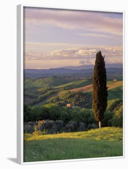 Cypress Tree and Countryside Near Val D'Asso, Tuscany, Italy, Europe-Patrick Dieudonne-Framed Photographic Print