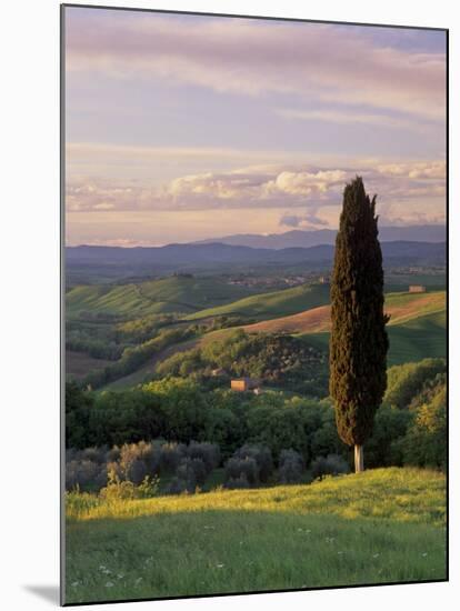 Cypress Tree and Countryside Near Val D'Asso, Tuscany, Italy, Europe-Patrick Dieudonne-Mounted Photographic Print