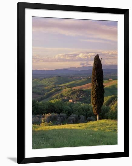 Cypress Tree and Countryside Near Val D'Asso, Tuscany, Italy, Europe-Patrick Dieudonne-Framed Photographic Print