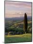 Cypress Tree and Countryside Near Val D'Asso, Tuscany, Italy, Europe-Patrick Dieudonne-Mounted Photographic Print