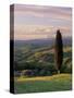 Cypress Tree and Countryside Near Val D'Asso, Tuscany, Italy, Europe-Patrick Dieudonne-Stretched Canvas