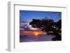 Cypress Tree at Sunset, Point Lobos State Reserve, Carmel, California, Usa-Russ Bishop-Framed Photographic Print