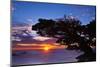 Cypress Tree at Sunset, Point Lobos State Reserve, Carmel, California, Usa-Russ Bishop-Mounted Photographic Print