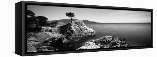 Cypress Tree at the Coast, the Lone Cypress, 17 Mile Drive, Carmel, California, USA-null-Framed Stretched Canvas