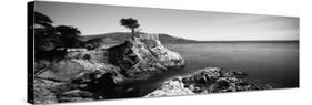 Cypress Tree at the Coast, the Lone Cypress, 17 Mile Drive, Carmel, California, USA-null-Stretched Canvas