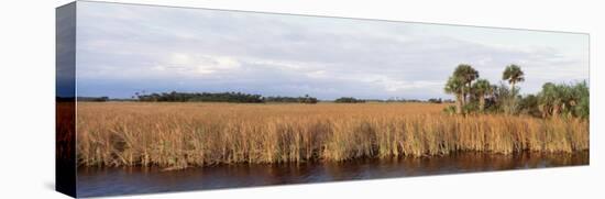 Cypress Tree, Big Cypress National Preserve, Everglades, Florida, USA-null-Stretched Canvas