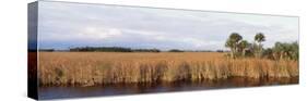 Cypress Tree, Big Cypress National Preserve, Everglades, Florida, USA-null-Stretched Canvas