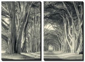 Cypress Tree Road, Point Reyes-Vincent James-Stretched Canvas