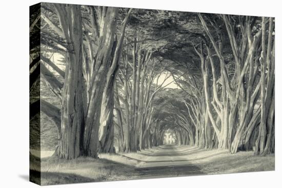 Cypress Tree Road, Point Reyes-Vincent James-Stretched Canvas