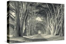 Cypress Tree Road, Point Reyes-Vincent James-Stretched Canvas