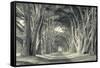 Cypress Tree Road, Point Reyes-Vincent James-Framed Stretched Canvas