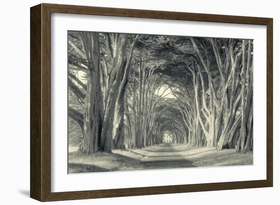 Cypress Tree Road, Point Reyes-Vincent James-Framed Photographic Print