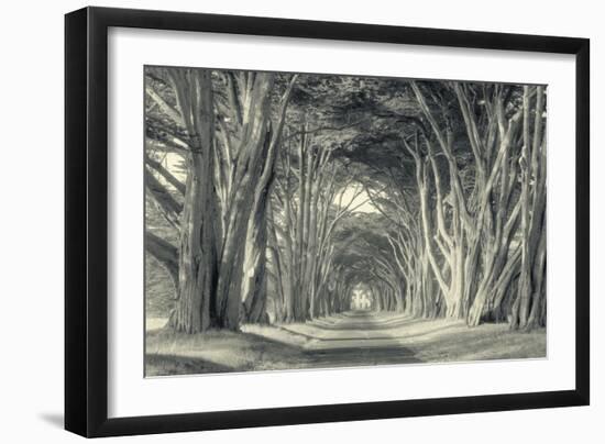 Cypress Tree Road, Point Reyes-Vincent James-Framed Photographic Print