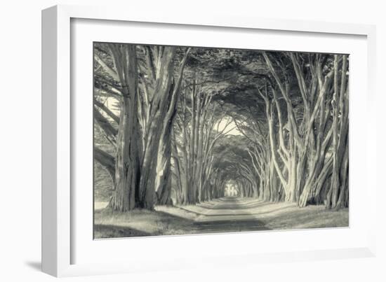 Cypress Tree Road, Point Reyes-Vincent James-Framed Photographic Print