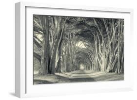 Cypress Tree Road, Point Reyes-Vincent James-Framed Photographic Print