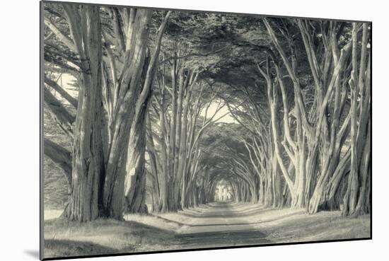 Cypress Tree Road, Point Reyes-Vincent James-Mounted Photographic Print