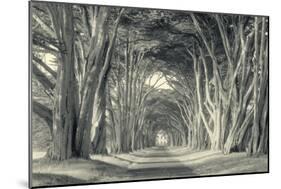 Cypress Tree Road, Point Reyes-Vincent James-Mounted Photographic Print