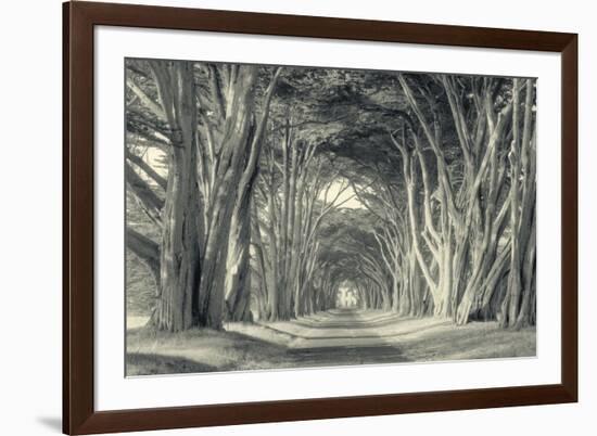 Cypress Tree Road, Point Reyes-Vincent James-Framed Photographic Print