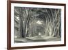 Cypress Tree Road, Point Reyes-Vincent James-Framed Photographic Print