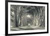 Cypress Tree Road, Point Reyes-Vincent James-Framed Photographic Print